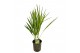 Chamaerops humilis 