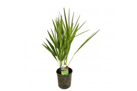 Chamaerops humilis