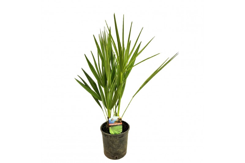 Chamaerops humilis 