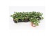 Bacopa sutera white showers wit 