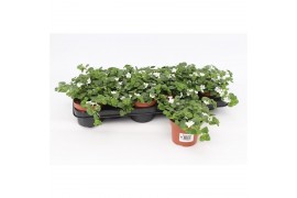 Bacopa sutera white showers wit