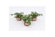 Bacopa sutera white showers wit 