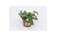 Bacopa sutera white showers wit 