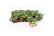 Bacopa sutera white showers wit 
