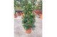 Podocarpus nivalis macrophylla 