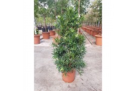 Podocarpus nivalis macrophylla