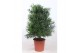 Podocarpus nivalis macrophylla 