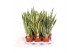 Sansevieria trifasciata laurentii 
