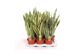 Sansevieria trifasciata laurentii