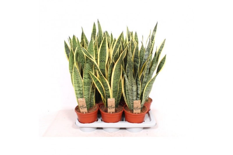 Sansevieria trifasciata laurentii 