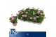 Osteospermum margarita lilac Roze - TST 