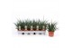 Sansevieria fernwood punk 