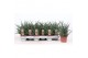 Sansevieria fernwood punk 