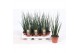 Sansevieria fernwood mikado 