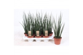 Sansevieria fernwood mikado