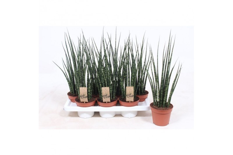 Sansevieria fernwood mikado 