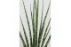 Sansevieria fernwood mikado 