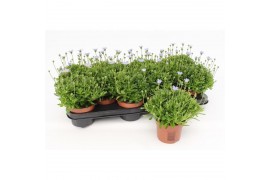 Felicia amelloides felicitara blue
