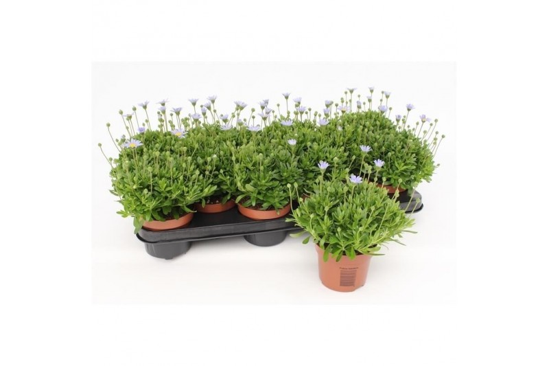 Felicia amelloides felicitara blue 