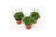 Felicia amelloides felicitara blue 