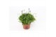 Felicia amelloides felicitara blue 