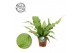Microsorum crocodyllus + duits etiket 