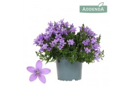Campanula port. ambella lavender addenda