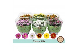 Chrysanthemum ind. mix classic