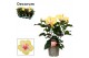 Hibiscus rosa-sinensis cocktail Decorum bicolor wit/geel 