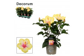 Hibiscus rosa-sinensis cocktail Decorum bicolor wit/geel