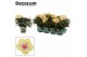 Hibiscus rosa-sinensis cocktail Decorum bicolor wit/geel 