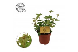 Peperomia angulata rocca vivace