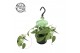 Epipremnum pinnatum cebu blue hp 