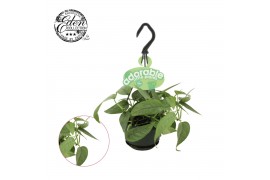 Epipremnum pinnatum cebu blue hp