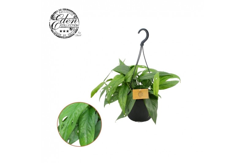 Epipremnum pinnatum cebu blue Epipremnum Cebu blue 15cm HP 7 pp Epipremnum pinnatum cebu blue Epipremnum Cebu blue 15cm HP 7 pp