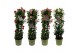 Mandevilla sundaville mix in toren (Dipladenia) 