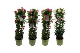 Mandevilla sundaville mix in toren (Dipladenia)