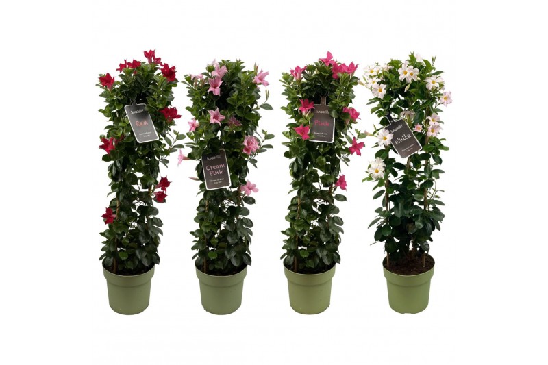 Mandevilla sundaville mix in toren (Dipladenia) Mandevilla sundaville mix in toren (Dipladenia)