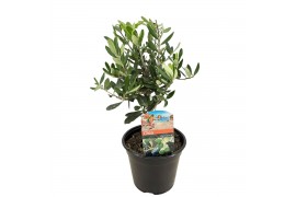 Olea europaea