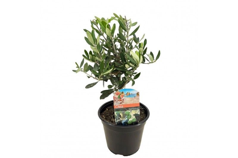 Olea europaea 