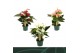 Anthurium andr. mix 4 kleuren 3 bloem 