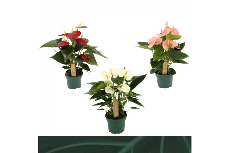 Anthurium andr. mix 4 kleuren 3 bloem 