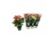 Anthurium andr. mix 4 kleuren 3 bloem 