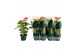 Anthurium andr. mix 4 kleuren 3 bloem 