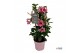 Mandevilla sundaville flamingo pink Mandevilla Sundaville Flamingo Pin 
