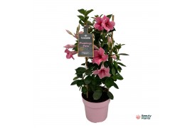 Mandevilla sundaville flamingo pink Mandevilla Sundaville Flamingo Pin