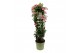 Mandevilla sundaville flamingo pink Mandevilla Sundaville Flamingo Pin 