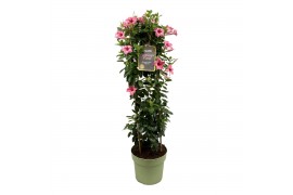 Mandevilla sundaville flamingo pink Mandevilla Sundaville Flamingo Pin
