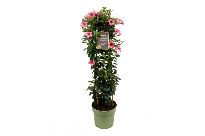Mandevilla sundaville flamingo pink Mandevilla Sundaville Flamingo Pin 