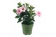 Mandevilla sundaville cream pink 